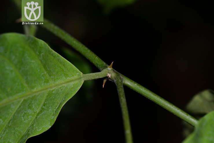 野香橼花(capparis bodinieri) (8)jpg 相邻时间拍摄的照片      张