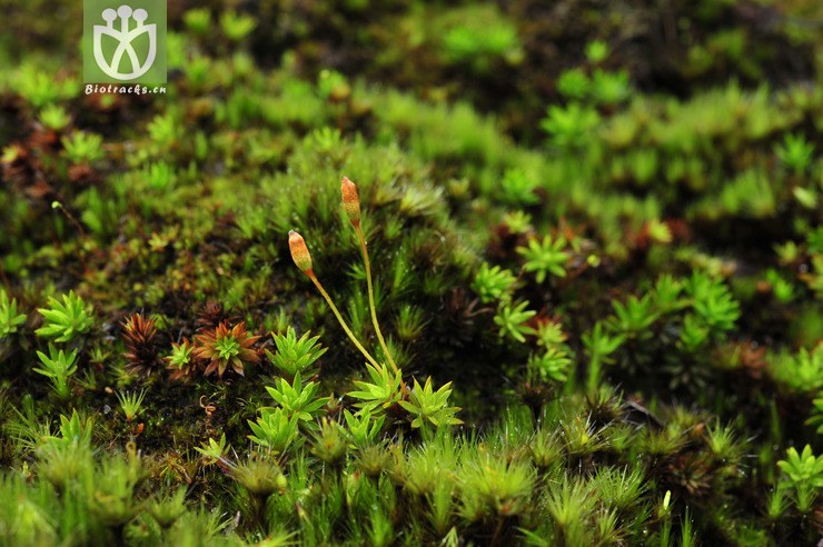 pogonatum microstomum 小口小金发藓 dsc_6531.