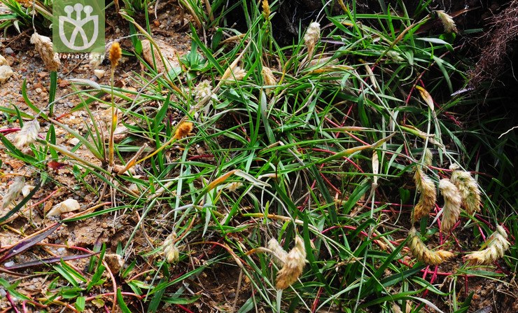 100% 梭罗草3.jpg 相邻时间拍摄的照片 共 9张