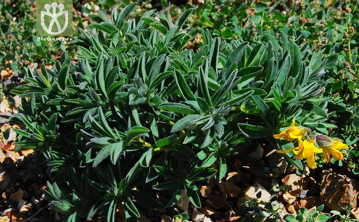 披针叶黄华2.jpg 相邻时间拍摄的照片     张