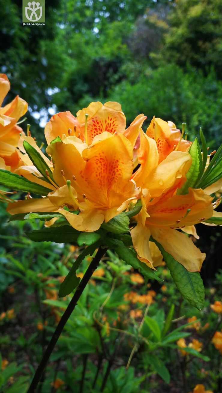 羊踯躅 (2).jpg 相邻时间拍摄的照片     张