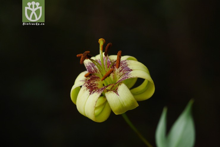 百合属〕紫喉百合 lilium primulinum var. burmanicum6.jpg