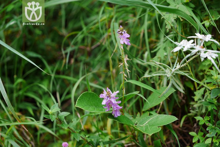 饿蚂蝗属〕饿蚂蝗 desmodium multiflorum.jpg