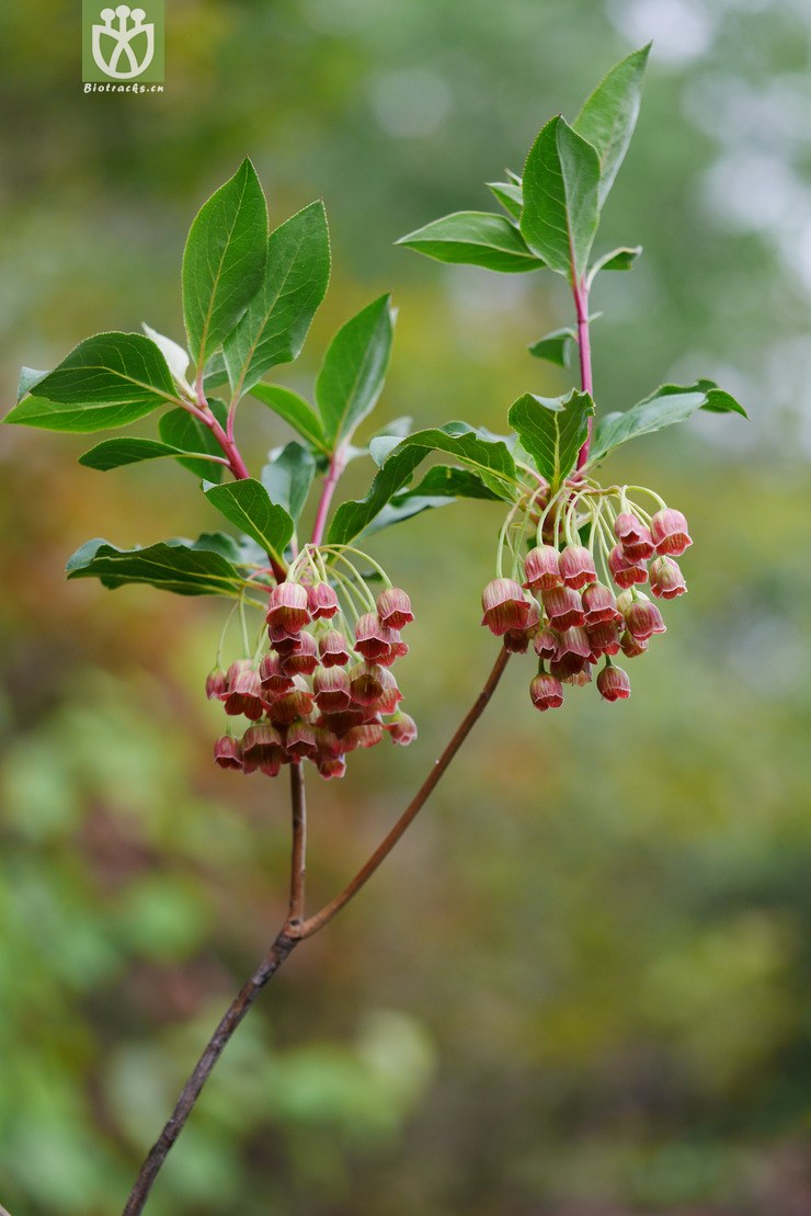 吊钟花属〕灯笼树 enkianthus chinensis15.