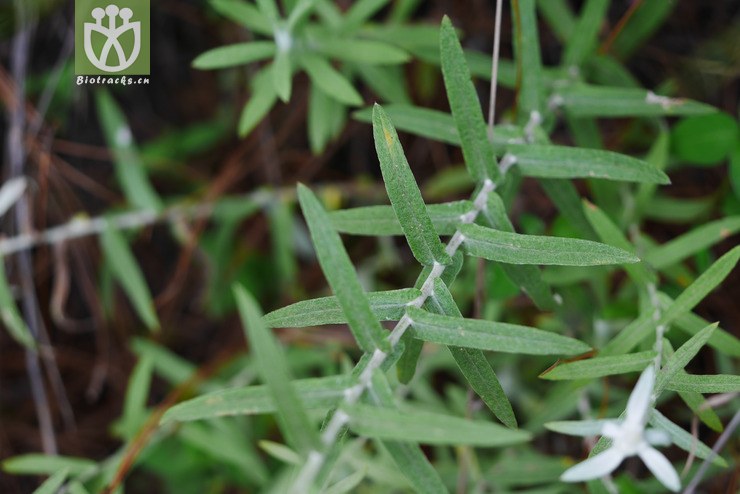 火绒草属〕艾叶火绒草 leontopodium artemisiifolium7.