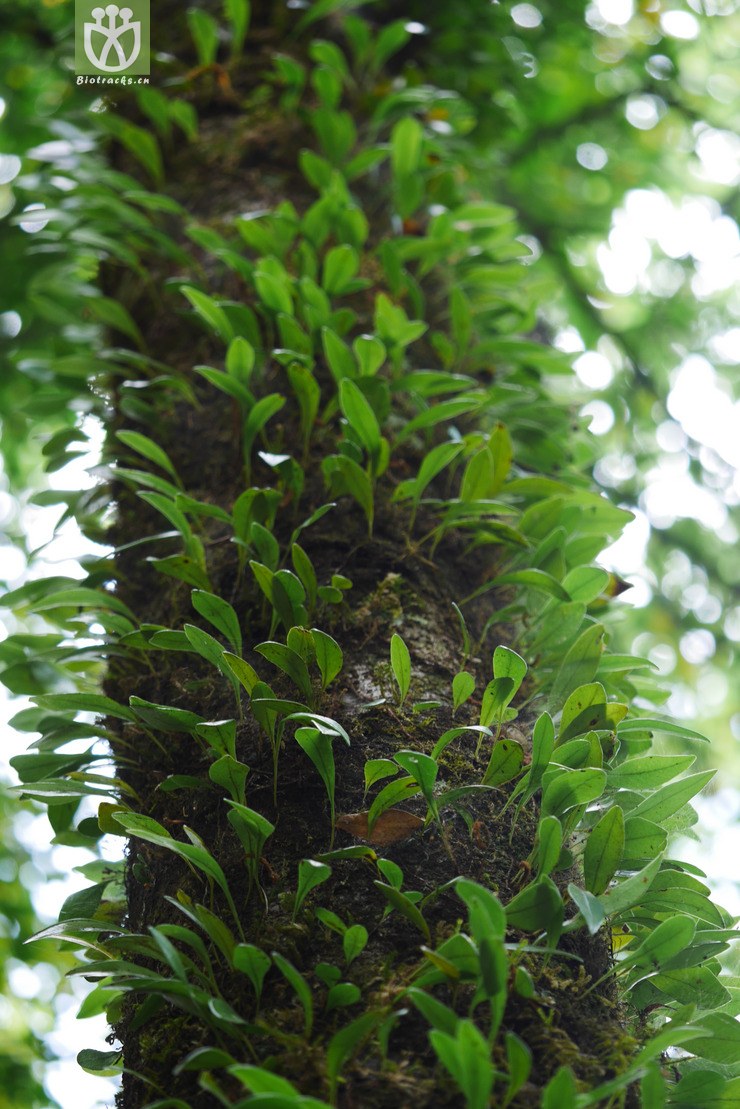 图片信息-kingdonia-植物云数据