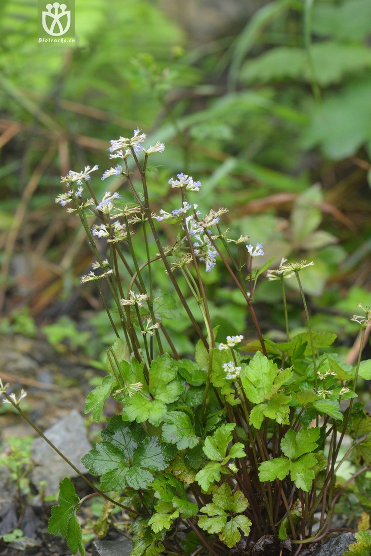 8210直刺变豆菜 (7).jpg
