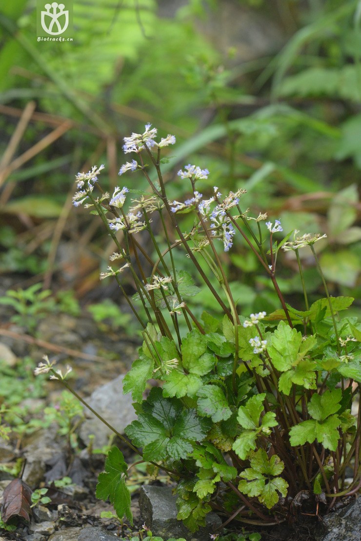 8210直刺变豆菜 (8).jpg