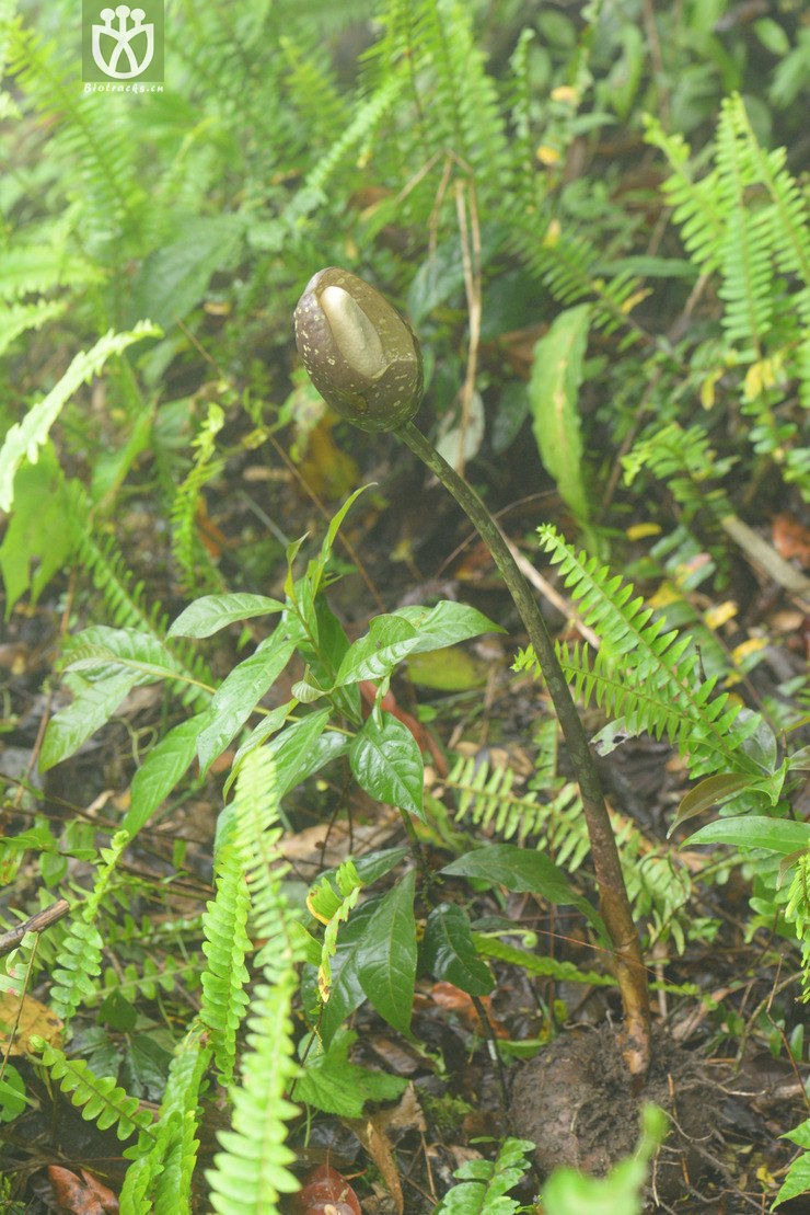 8212东京魔芋 (8).jpg