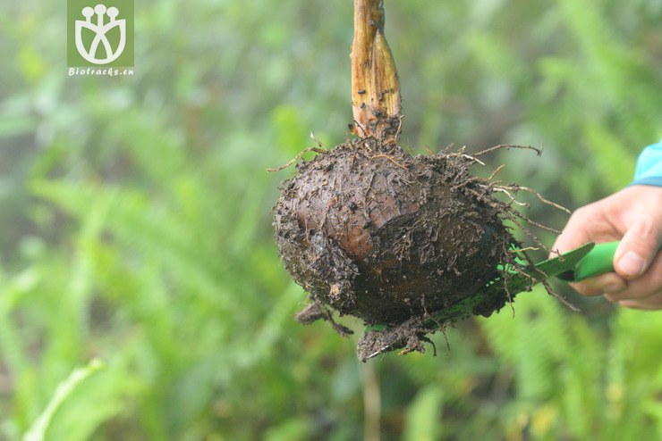 8212东京魔芋 (5).jpg 相邻时间拍摄的照片     张