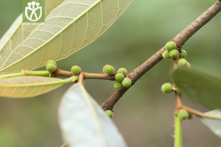 8252尖叶爬藤榕 (1).jpg