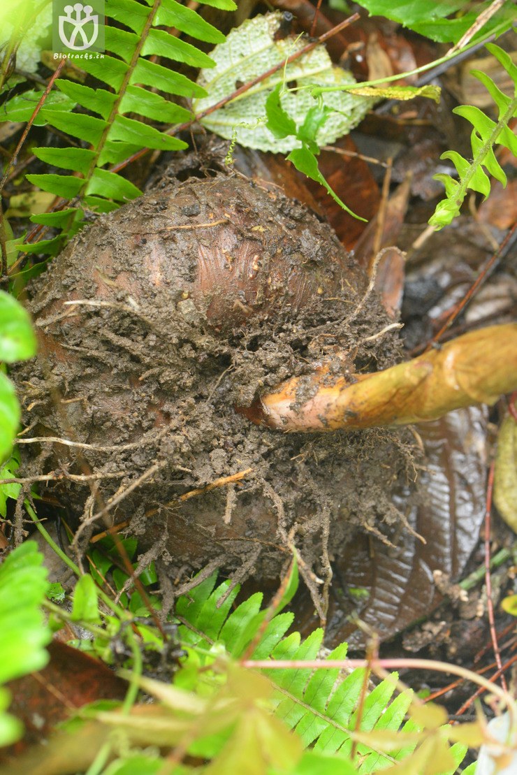 8212东京魔芋 (7).jpg 相邻时间拍摄的照片     张