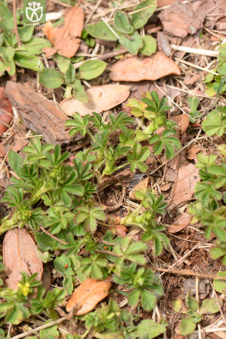 7952蛇含委陵菜 (3).jpg 相邻时间拍摄的照片      张