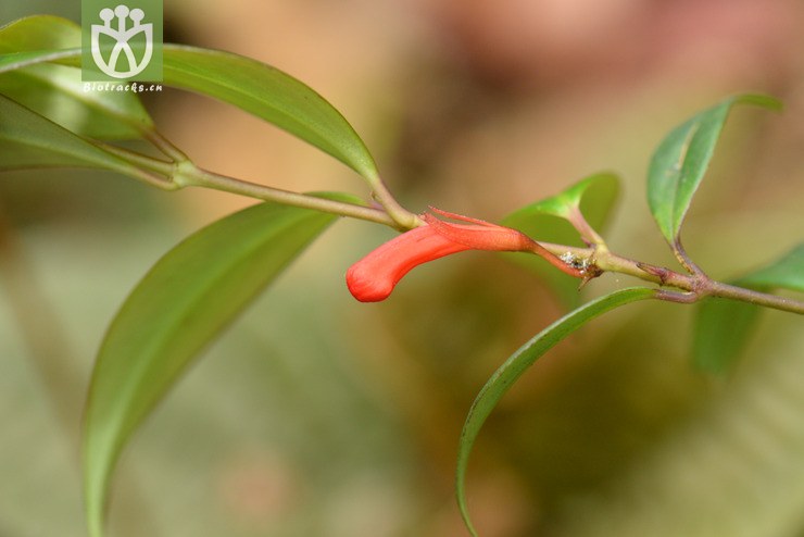 8238长尖芒毛苣苔 (3).jpg