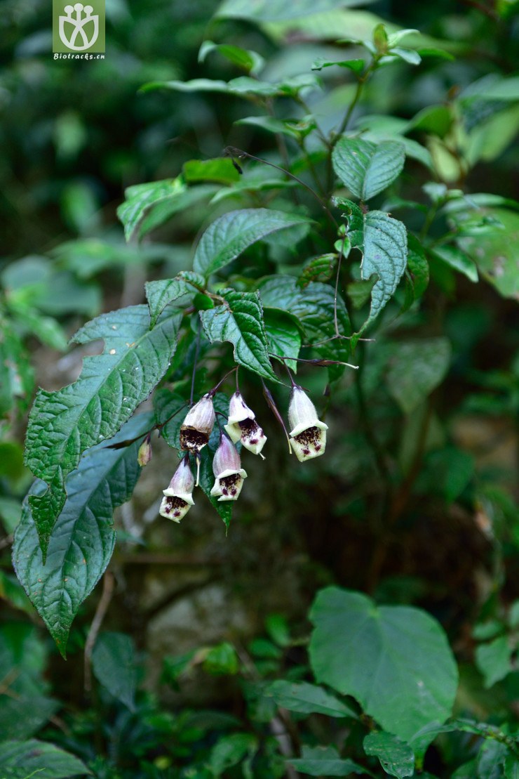 5231 半蒴苣苔属_04.jpg