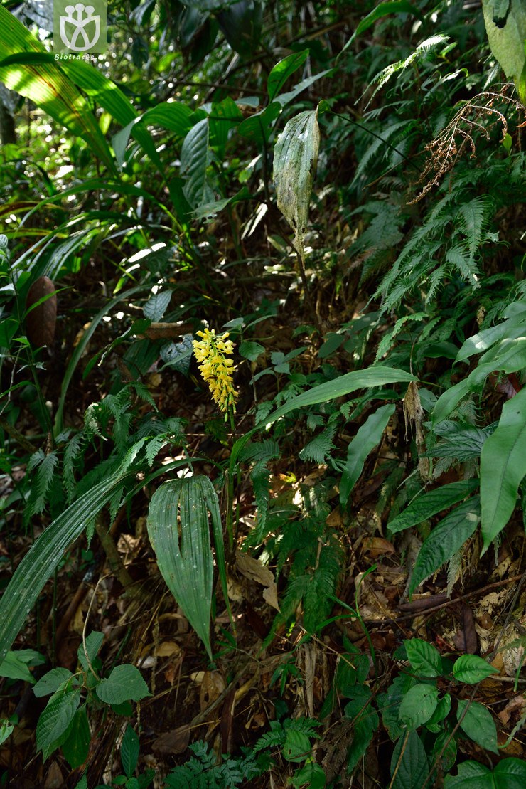 5214 虾脊兰属_06.jpg 相邻时间拍摄的照片      张