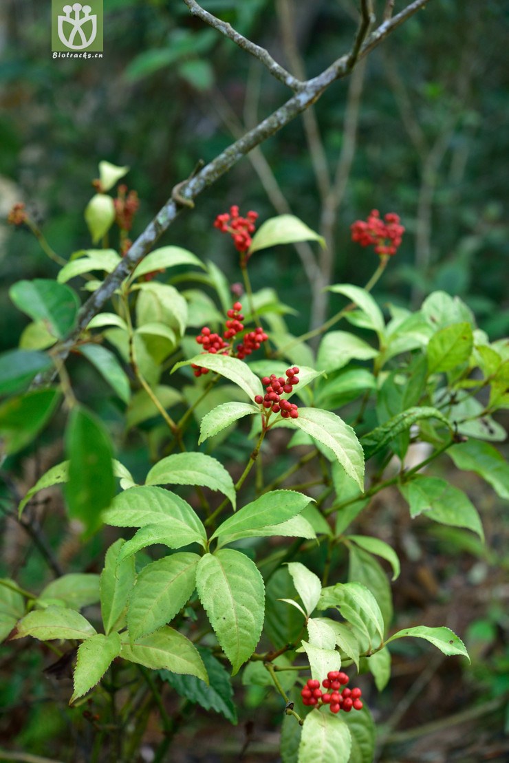 5099 九节_1.jpg 相邻时间拍摄的照片      张