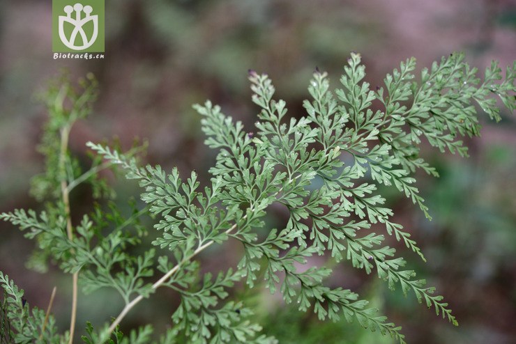 5009 碎米蕨一种_5.jpg