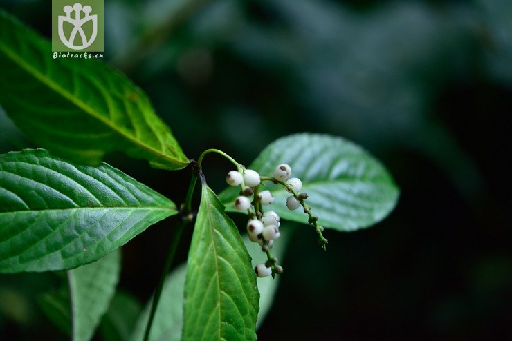 5120 鱼子兰_06.jpg 相邻时间拍摄的照片      张