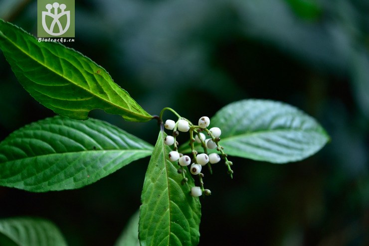 5120 鱼子兰_03.jpg 相邻时间拍摄的照片      张