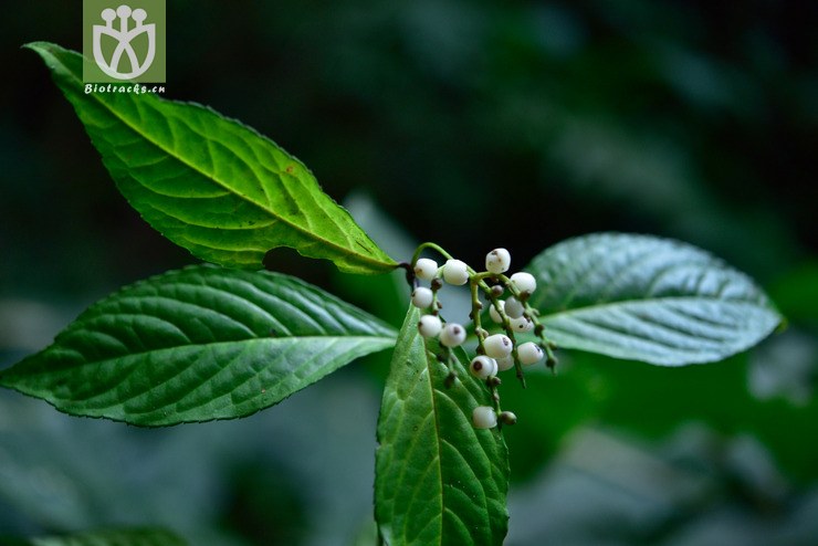 5120 鱼子兰_02.jpg 相邻时间拍摄的照片      张