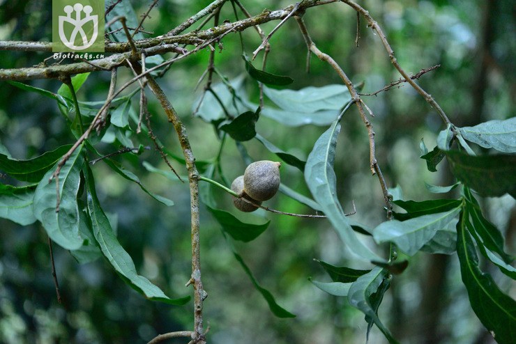 5095 山龙眼属_02.jpg