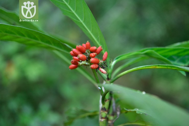5099 九节_5.jpg 相邻时间拍摄的照片      张