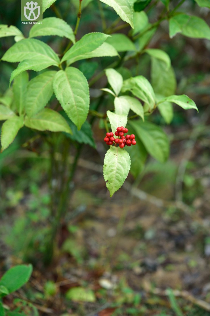 图片信息-kingdonia-植物云数据