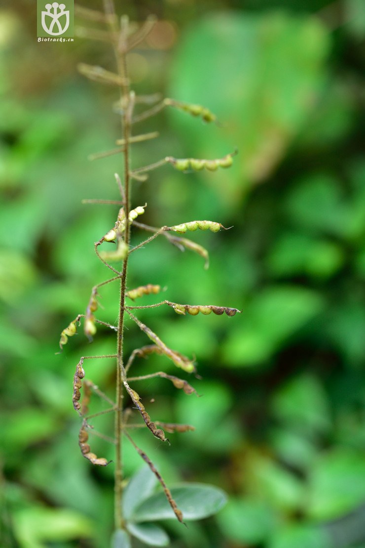 5050 山蚂蟥属_01.jpg 相邻时间拍摄的照片      张