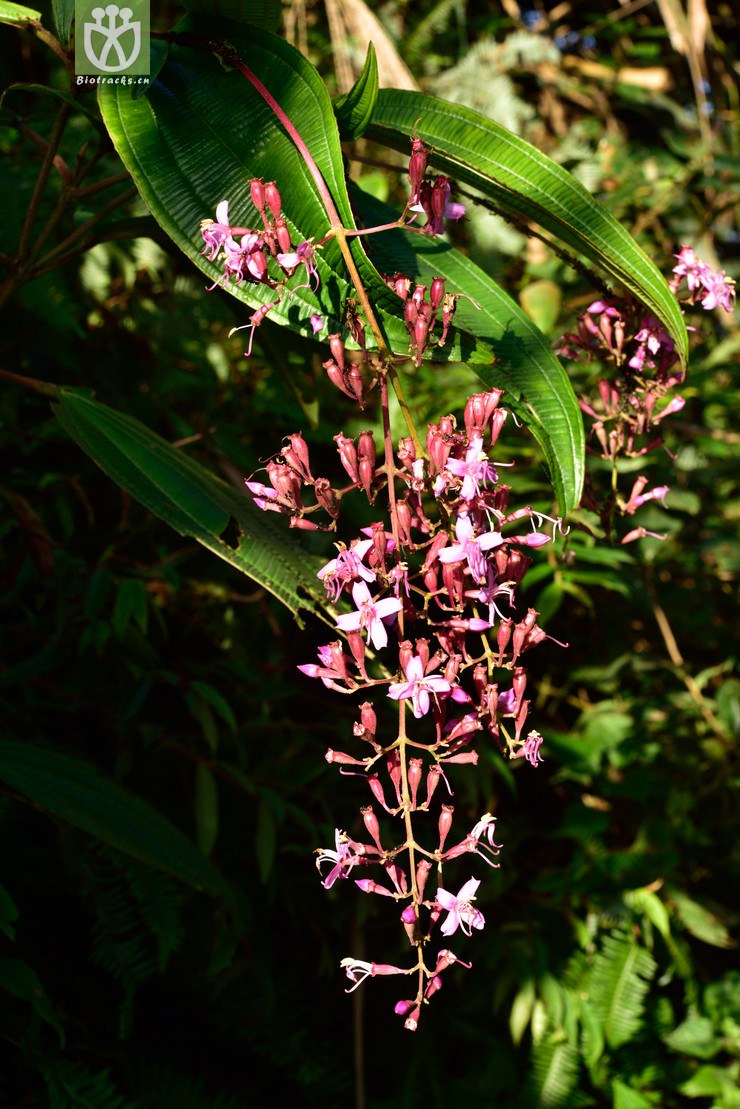 5052 尖子木_02.jpg 相邻时间拍摄的照片      张