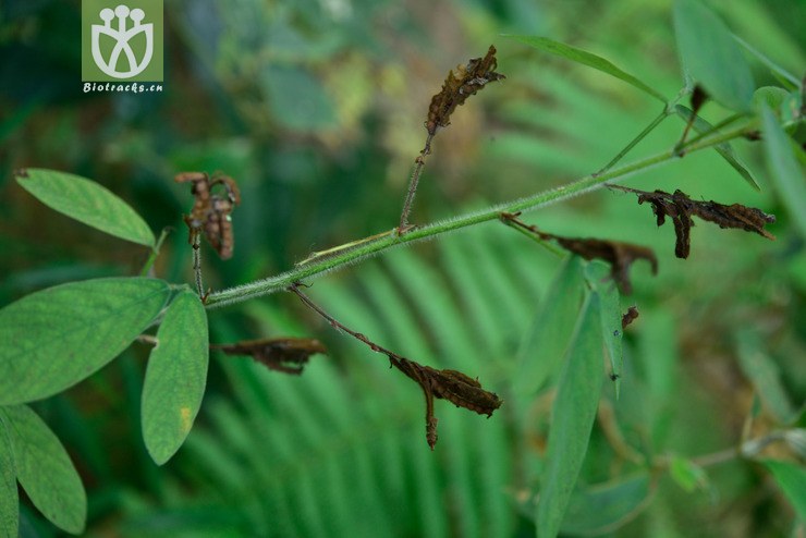 图片信息-kingdonia-植物云数据