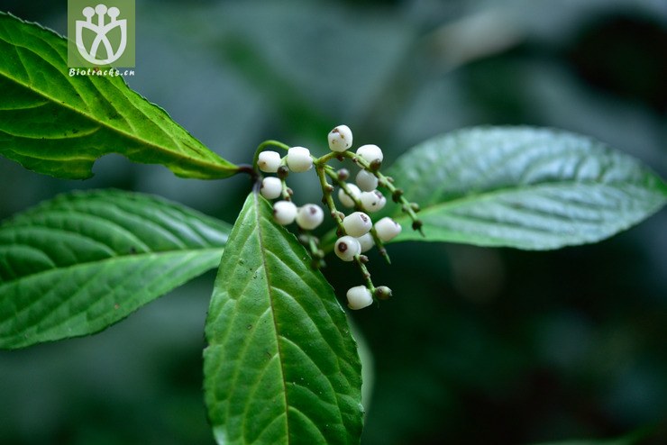 5120 鱼子兰_01.jpg 相邻时间拍摄的照片      张