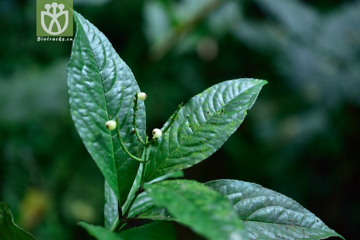 5120 鱼子兰_07.jpg 相邻时间拍摄的照片      张