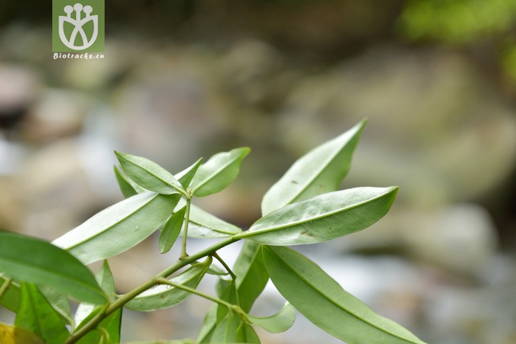 5811 密花树属 sp_04.jpg 相邻时间拍摄的照片      张