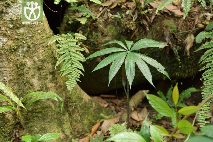 5826 一把伞南星属sp_04.jpg 相邻时间拍摄的照片     张