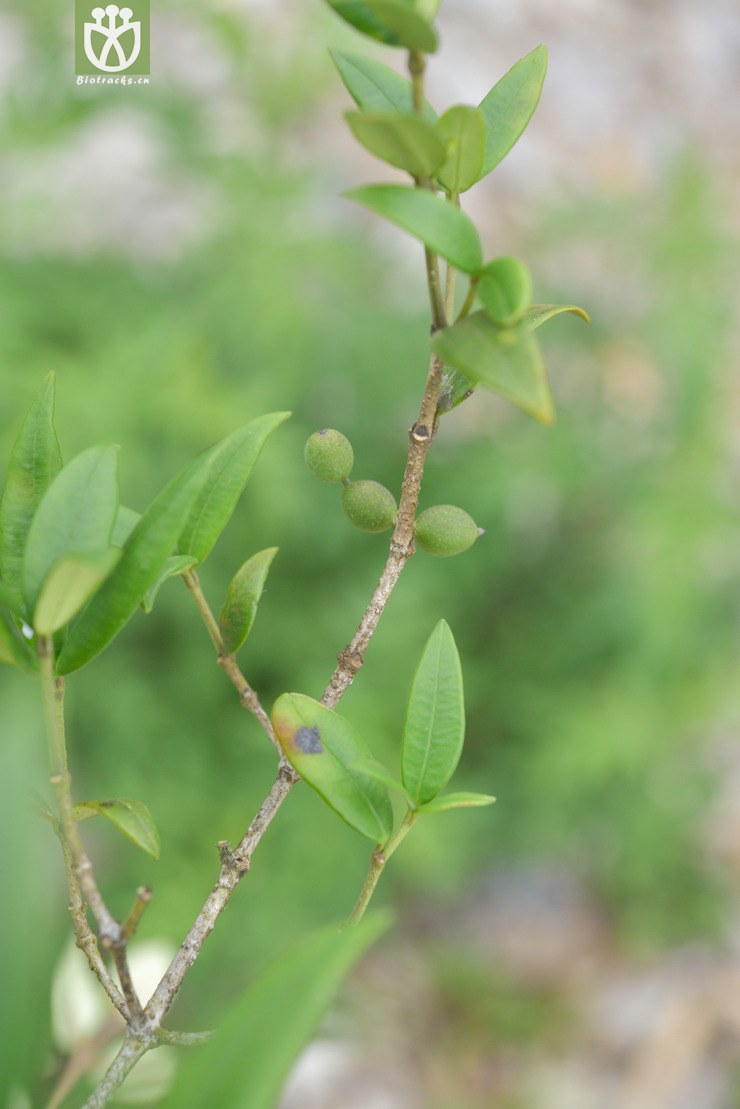 45% 6185 链珠藤_06.jpg 相邻时间拍摄的照片 共 20张