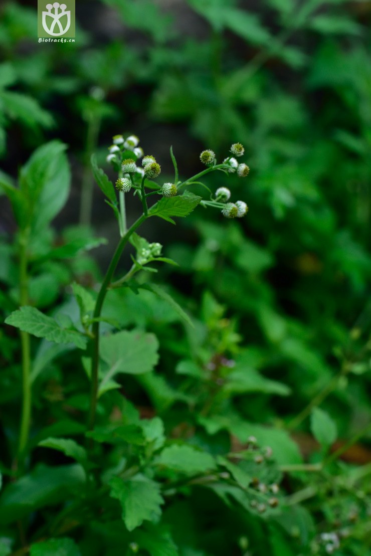 8041 鱼眼菊_07.jpg