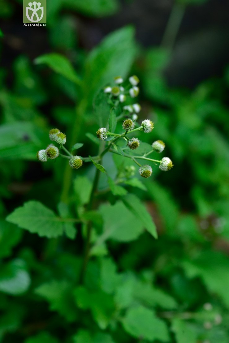 8041 鱼眼菊_03.jpg