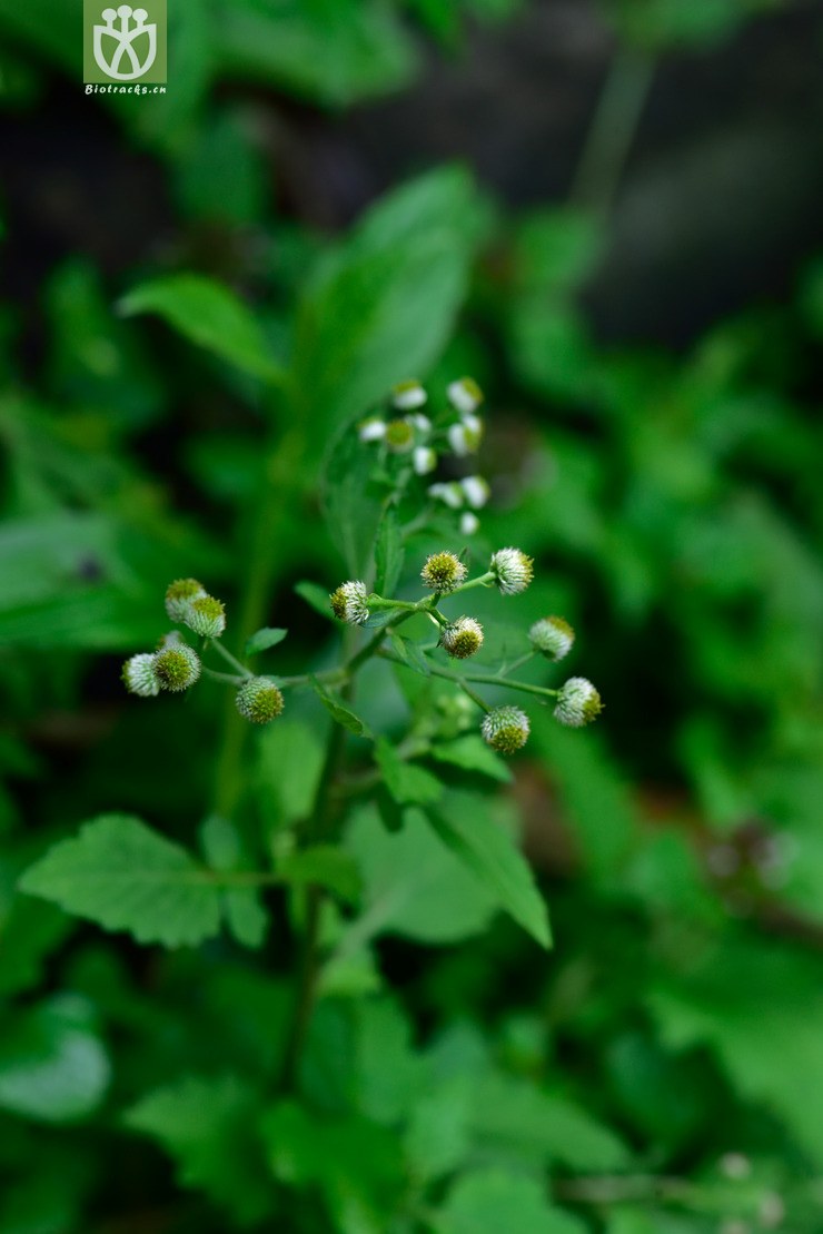 8041 鱼眼菊_02.jpg 相邻时间拍摄的照片      张