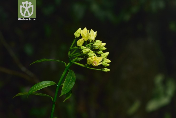 8171 富宁藤_09.jpg