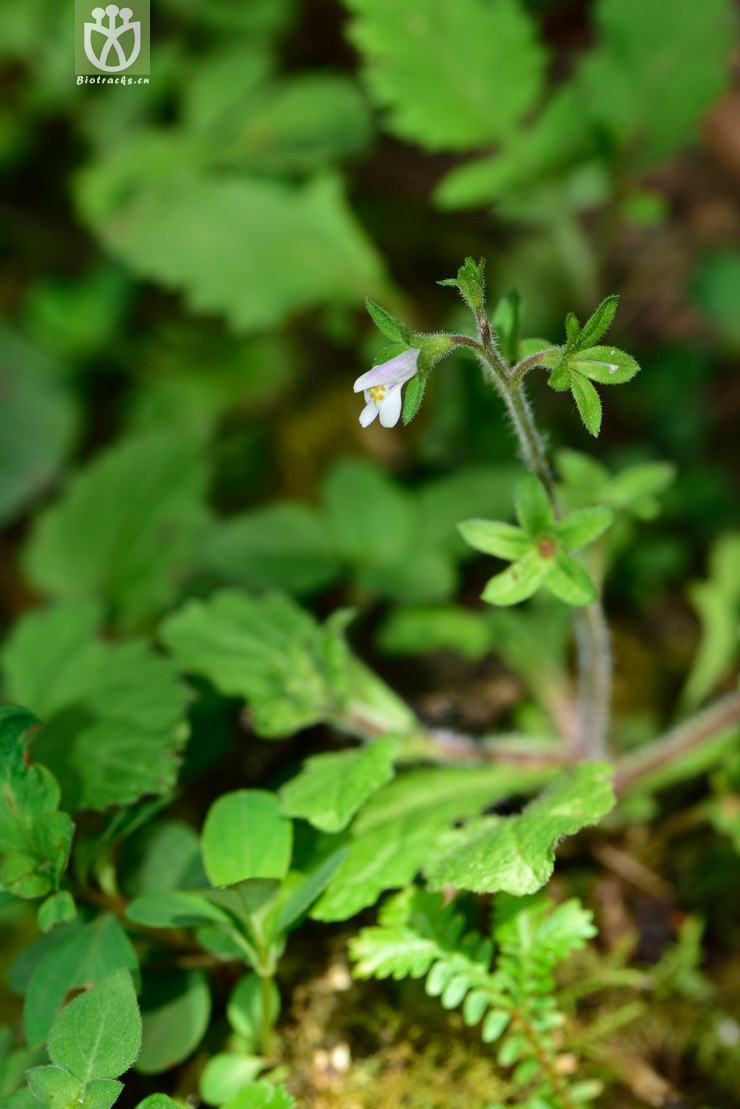 8037 通泉草属_03.jpg 相邻时间拍摄的照片      张