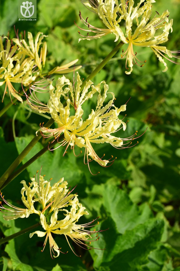 1稻草石蒜 (28).jpg 相邻时间拍摄的照片      张