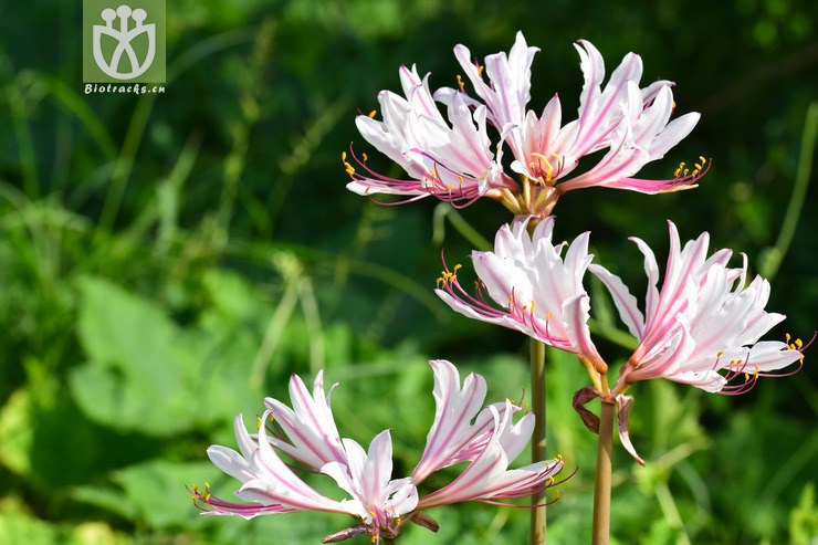 1香石蒜 (42).jpg 相邻时间拍摄的照片      张