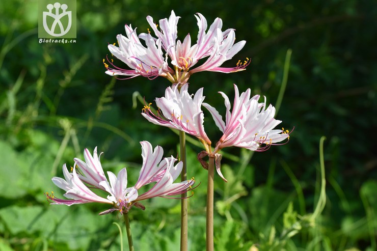 1香石蒜 (40).jpg 相邻时间拍摄的照片      张
