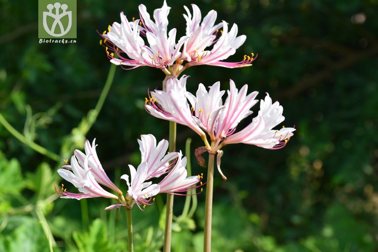 1香石蒜 (38).jpg 相邻时间拍摄的照片      张