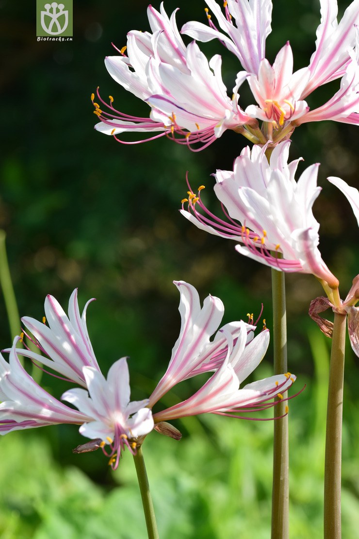 1香石蒜 (51).jpg 相邻时间拍摄的照片      张