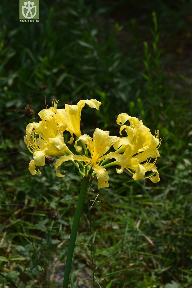 4安徽石蒜 (11).jpg