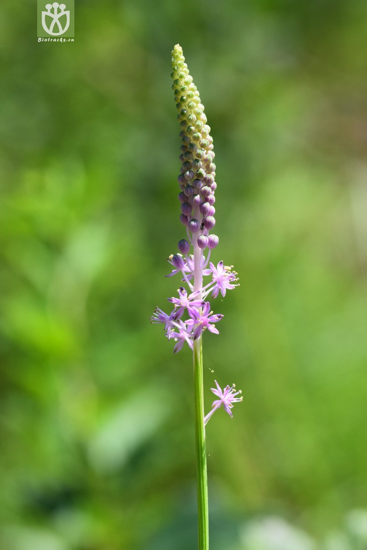 图片信息-kingdonia-植物云数据