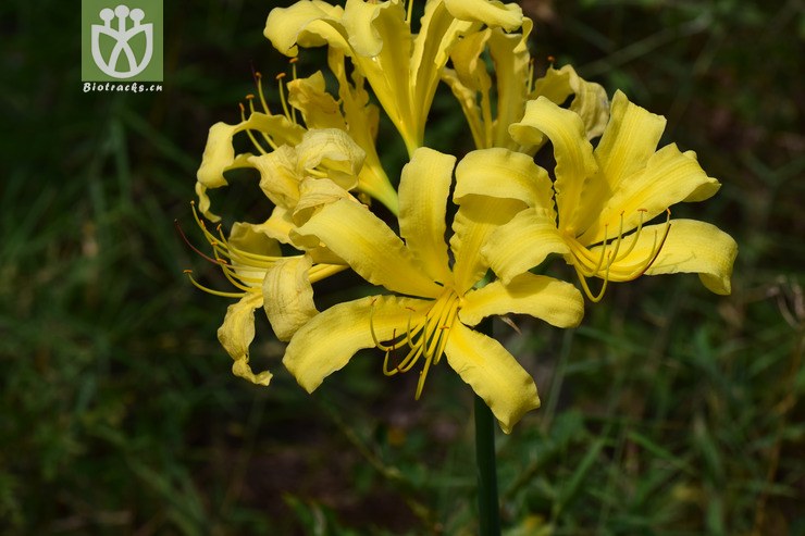 4安徽石蒜 (1).jpg