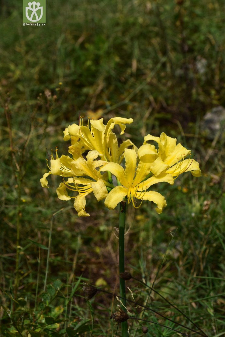 4安徽石蒜 (14).jpg